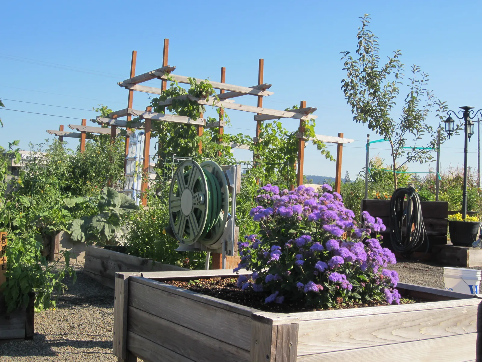 Raised garden beds and purple flowers beside the church, in a historical parish photograph.